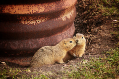 Urocitellus richardsonii