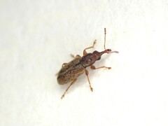 Rhinorhynchus rufulus