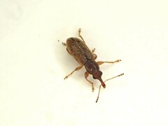 Rhinorhynchus rufulus