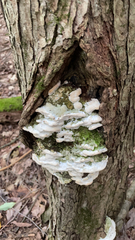 Rigidoporus populinus