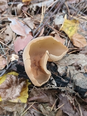 Peziza