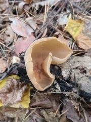 Peziza