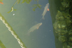 Lutjanus griseus