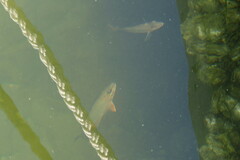 Lutjanus griseus