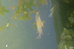 Lutjanus griseus