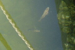 Lutjanus griseus