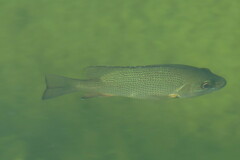 Lutjanus griseus