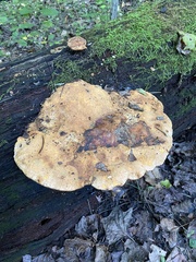 Aurantiporus croceus