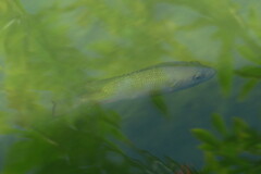 Lutjanus griseus