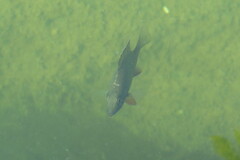 Lutjanus griseus