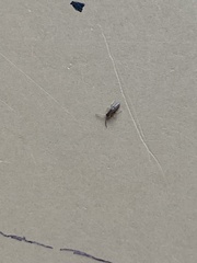 Entomobryidae