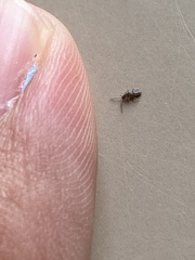 Entomobryidae