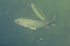 Lutjanus griseus