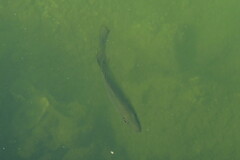 Lutjanus griseus