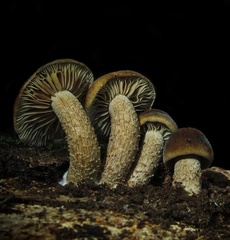 Agrocybe firma