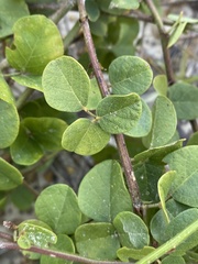 Desmodium tortuosum