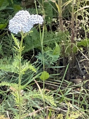 Achillea millefolium image