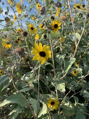 Helianthus argophyllus