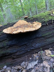 Aurantiporus croceus