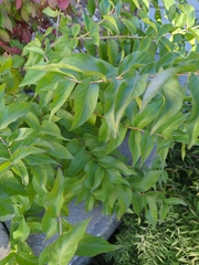Lonicera maackii