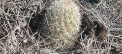 Mammillaria dioica dioica