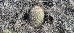 Mammillaria dioica dioica