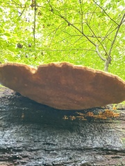 Aurantiporus croceus