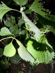 Comanthosphace stellipila