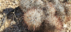 Mammillaria dioica dioica