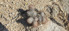 Mammillaria dioica dioica