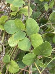 Desmodium tortuosum