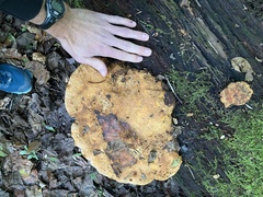 Aurantiporus croceus