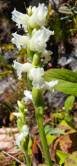 Spiranthes ochroleuca