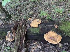 Aurantiporus croceus