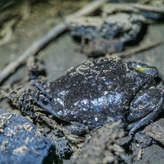 Elachistocleis cesarii