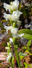 Spiranthes ochroleuca