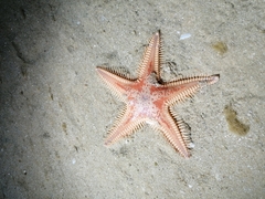 Astropecten aranciacus