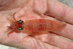 Doryteuthis pealeii