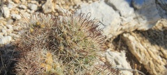 Mammillaria dioica dioica