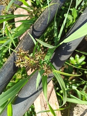 Cyperus fuscus