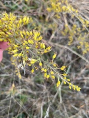 Solidago missouriensis