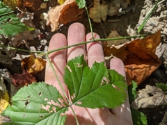 Rubus flagellaris