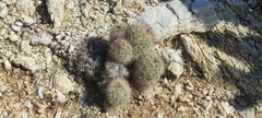 Mammillaria dioica dioica