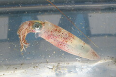 Doryteuthis pealeii