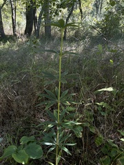 Lilium