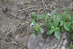 Heliotropium arborescens
