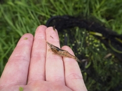 Paratya curvirostris