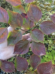 Cornus florida