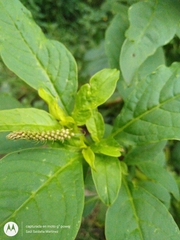 Phytolacca icosandra