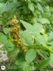Phytolacca icosandra
